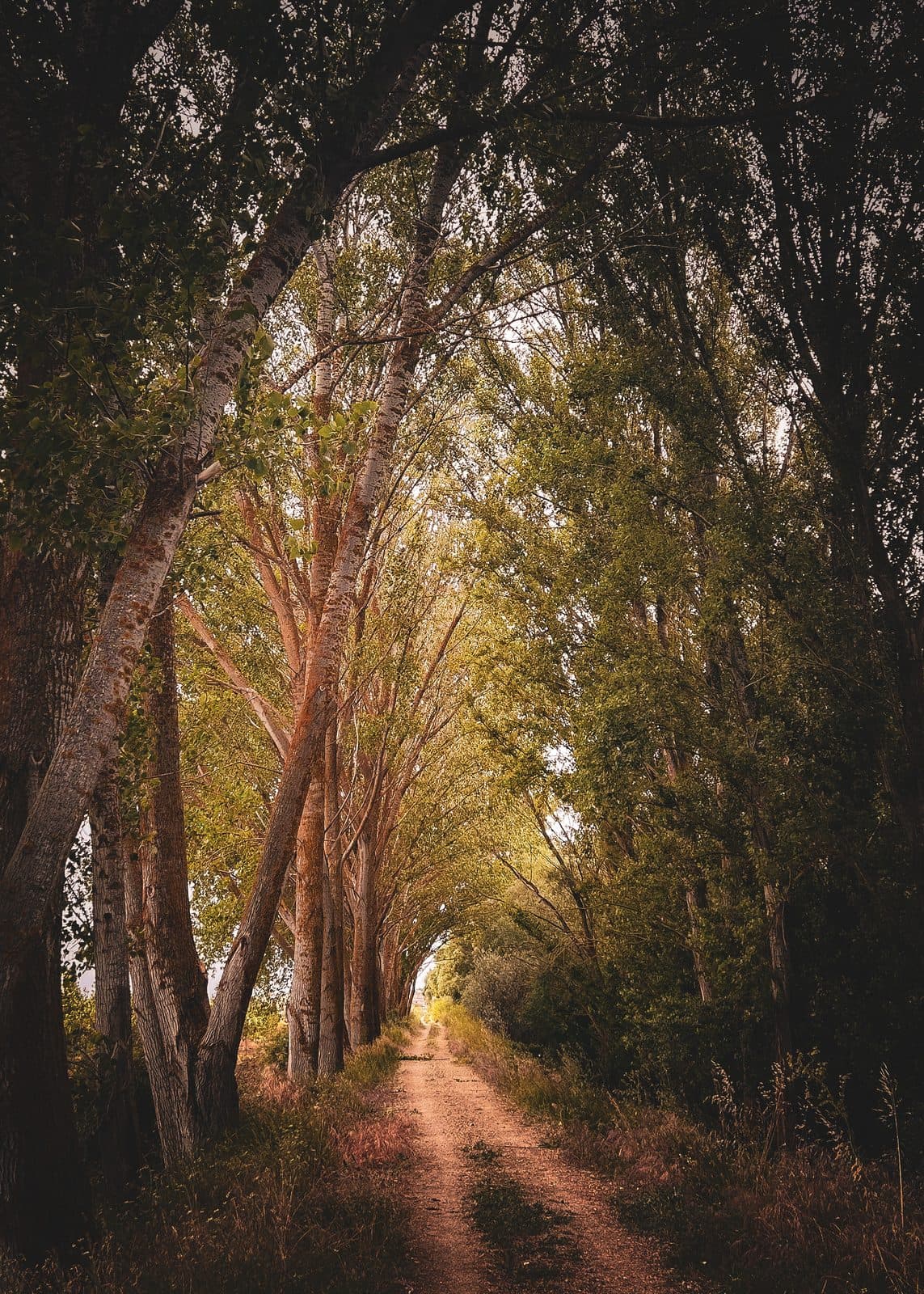 The dirt path running through a tunnel of tall poplars in golden light.