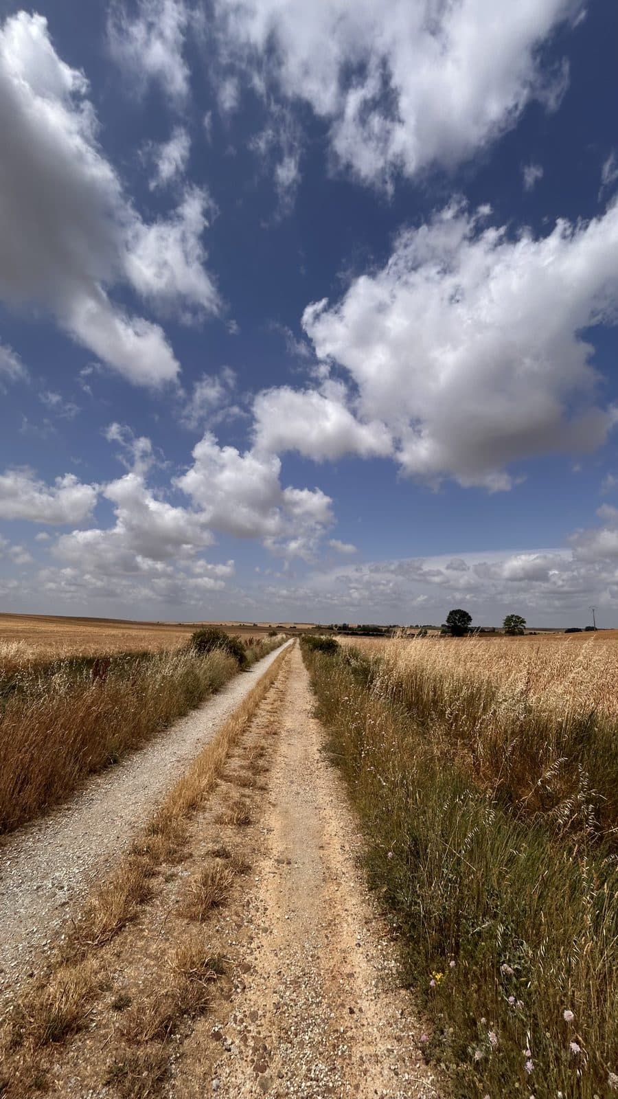 A straight gravel track running to the horizon through wheat fields under an enormous sky on the Meseta.