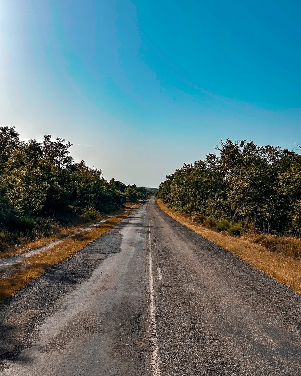 An empty two-lane road at first light, trees dark on either side.