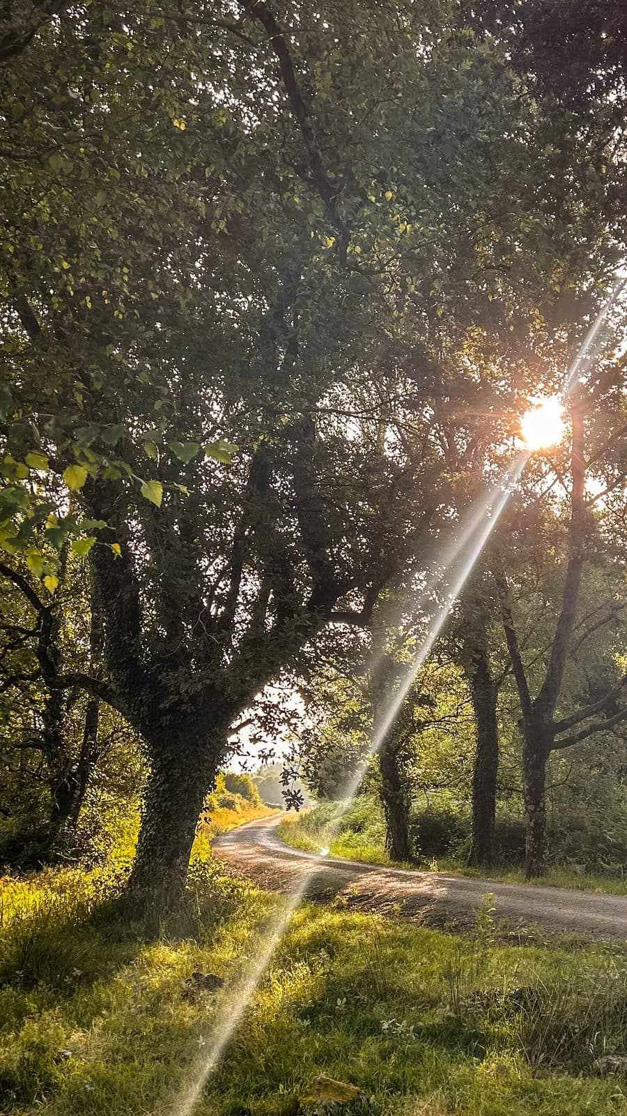 Morning sun breaking through Galician oaks over the path as a walker approaches.
