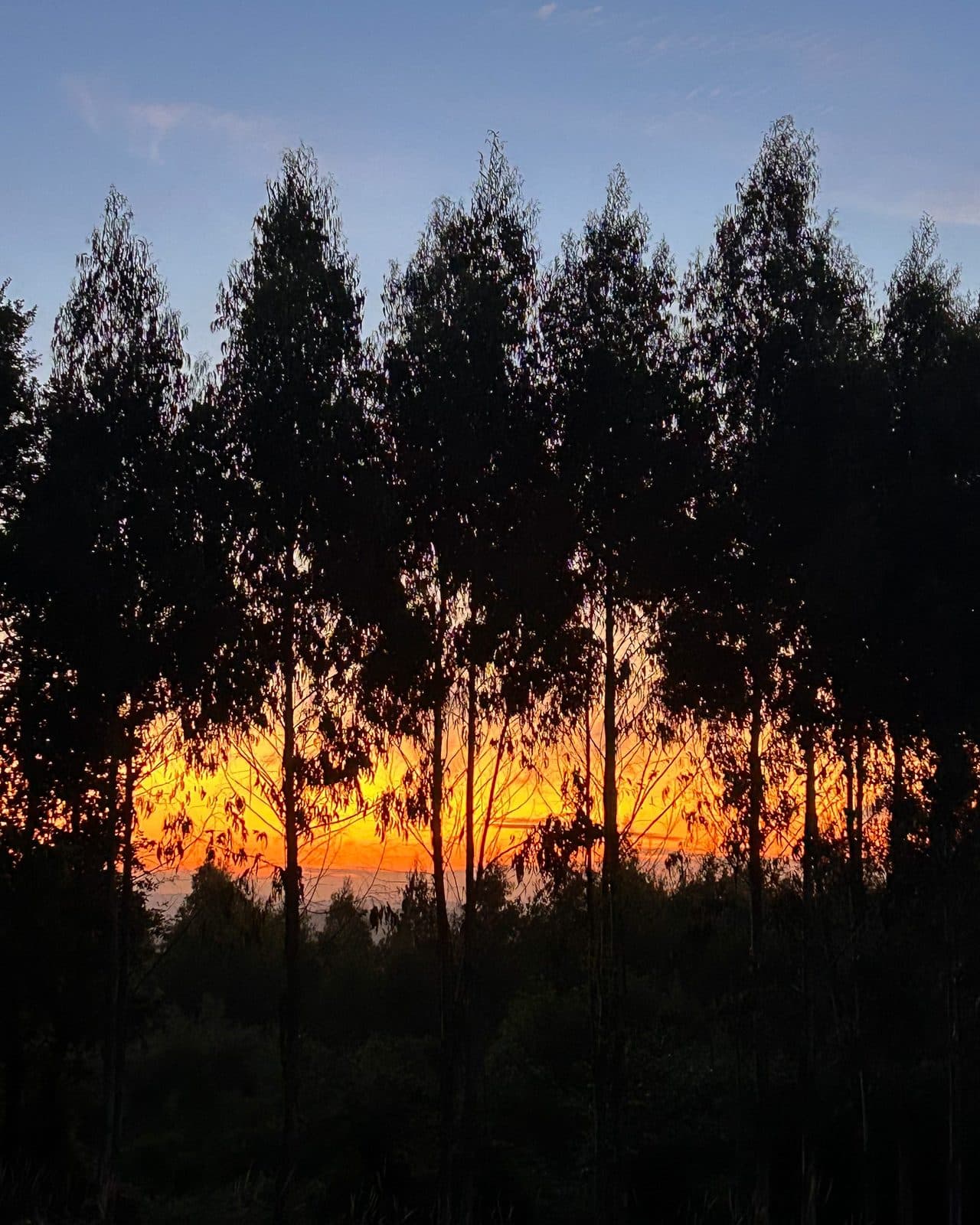 A fire-colored sunrise burning through the silhouettes of eucalyptus trees near the end of the route.